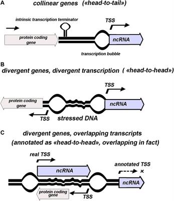 Divergently Transcribed ncRNAs in Escherichia coli: Refinement of the Transcription Starts Assumes Functional Diversification